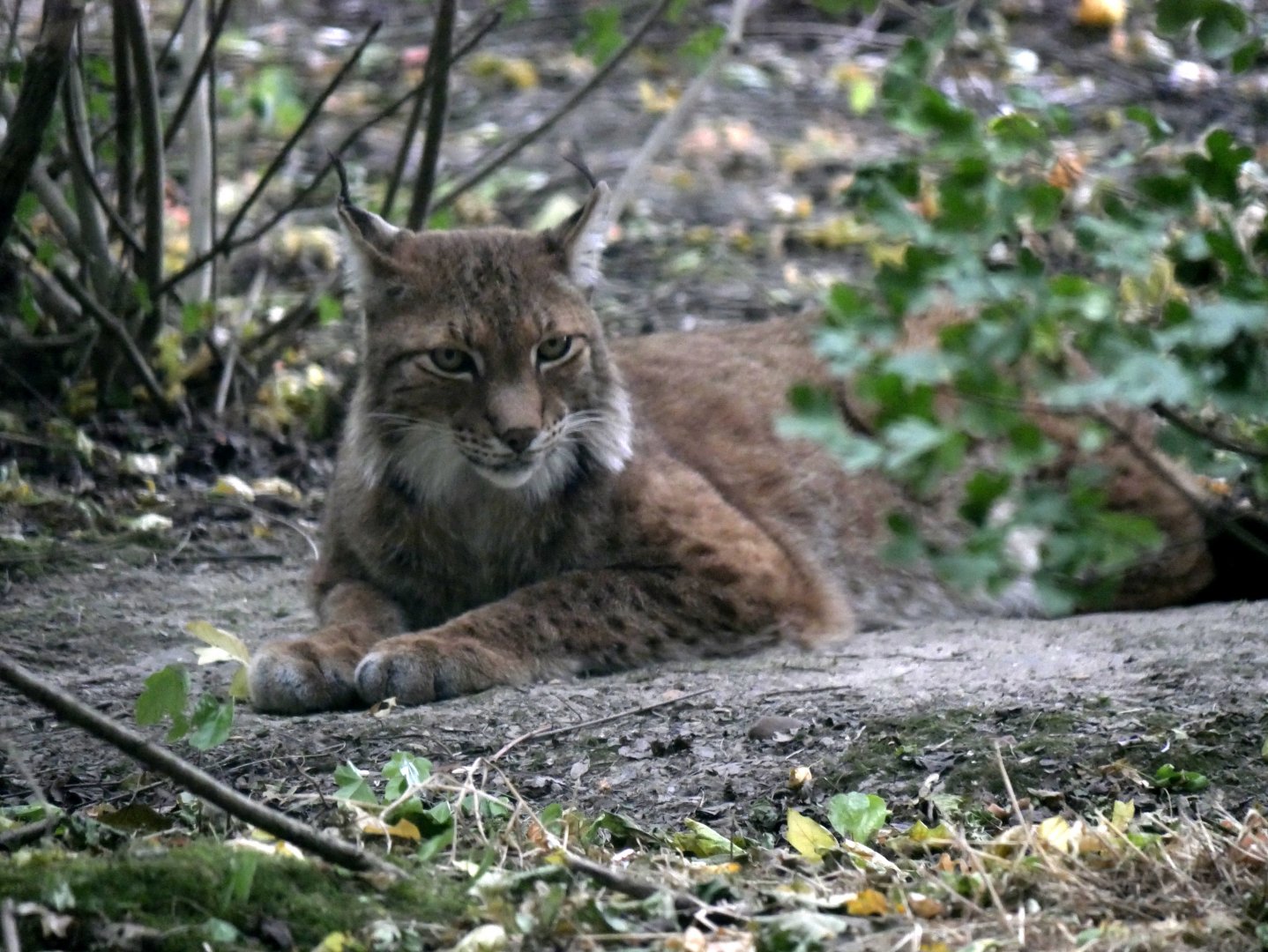 Siberian lynx (Lynx lynx wrangeli) - Legendia Parc