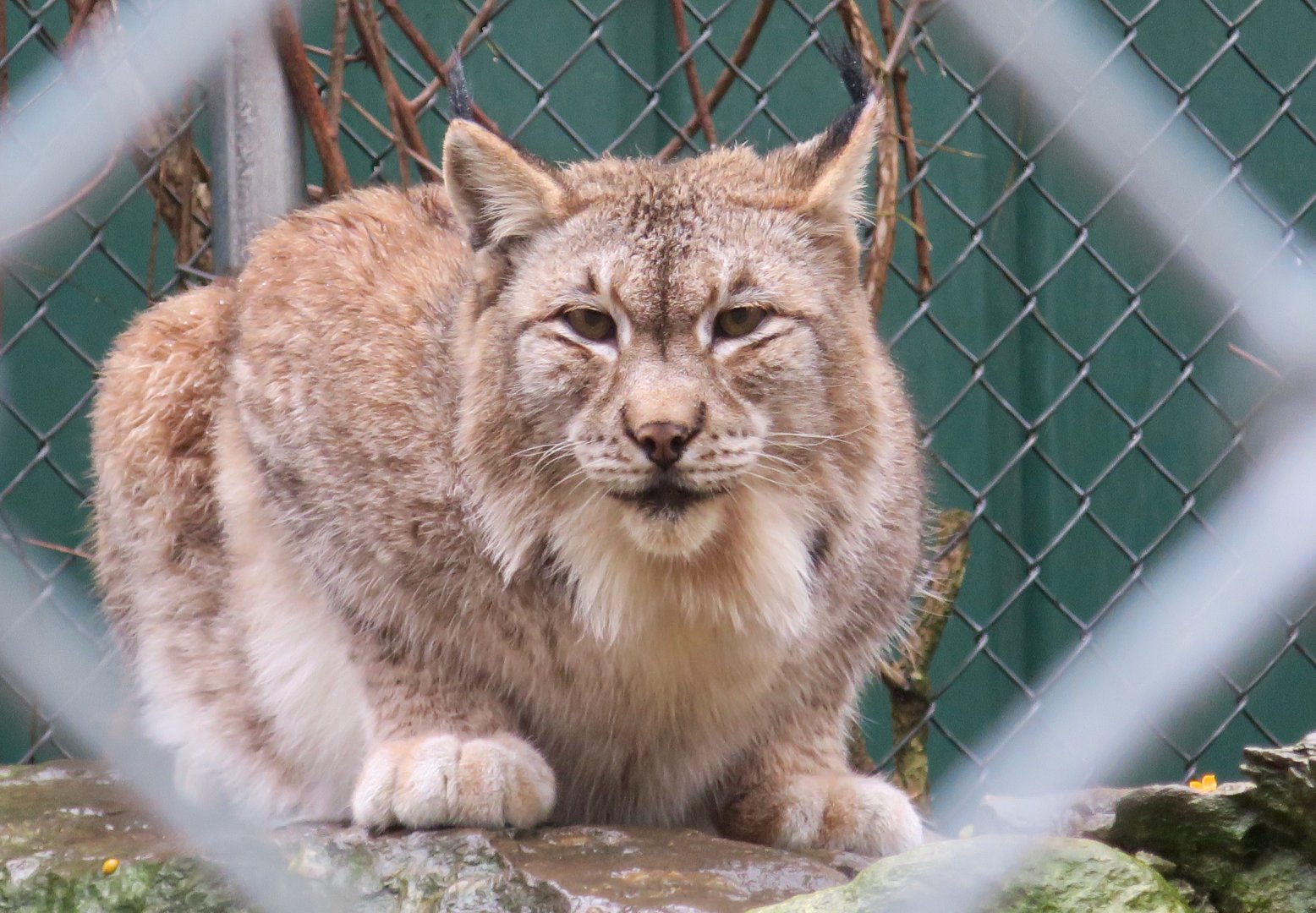 Siberian Lynx (Lynx lynx wrangeli)