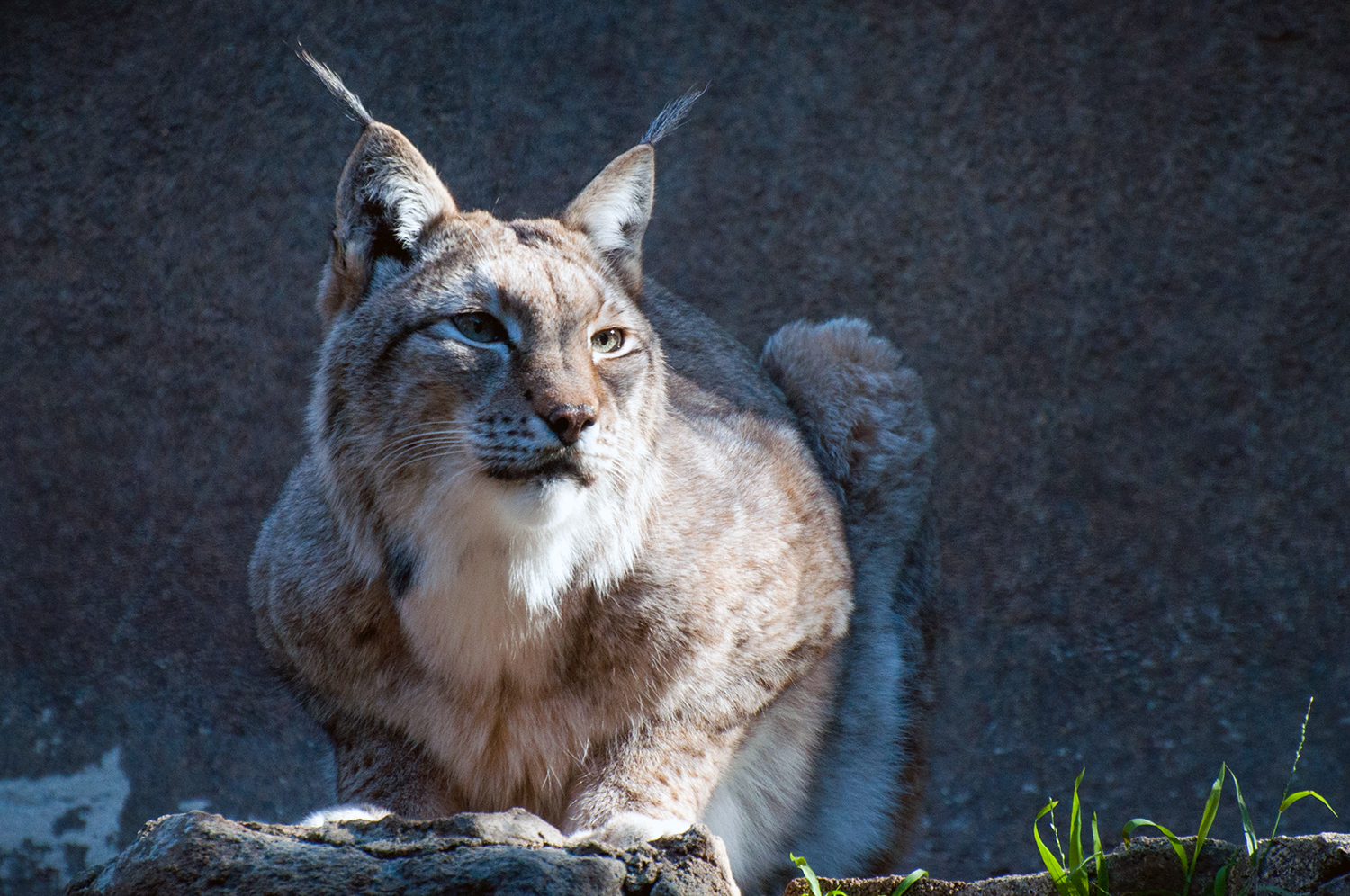 Siberian lynx (Lynx lynx wrangeli)