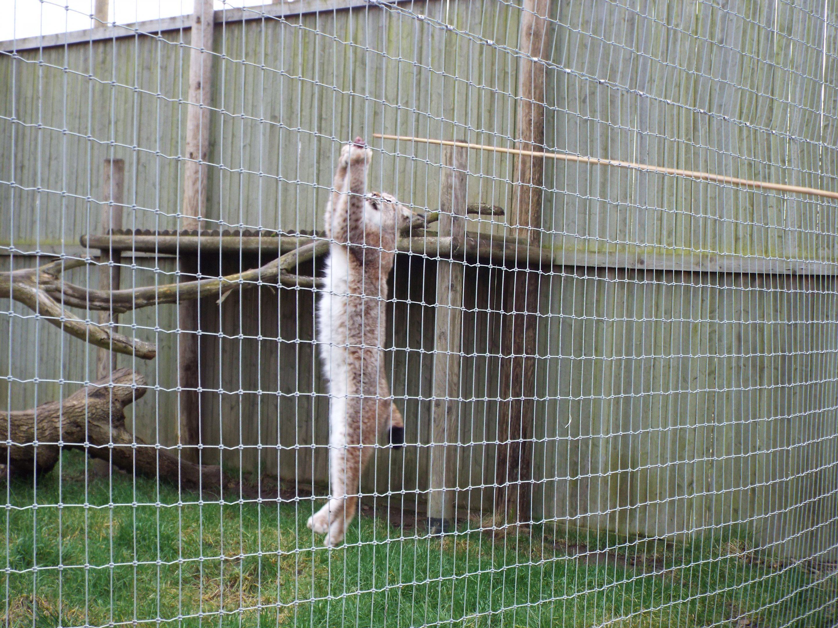 Siberian Lynx Woodside Wildlife Park