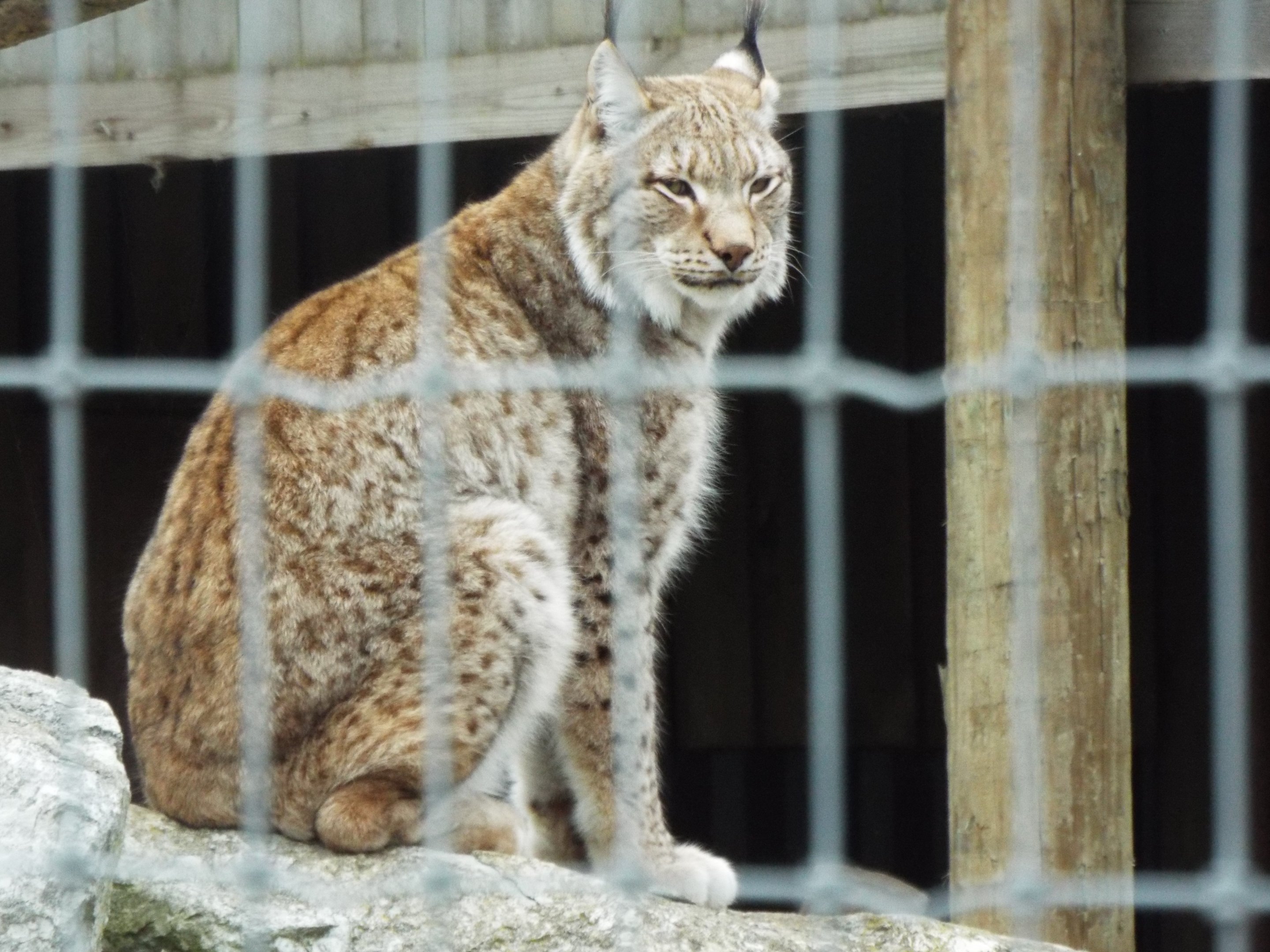 Siberian Lynx Woodside Wildlife Park
