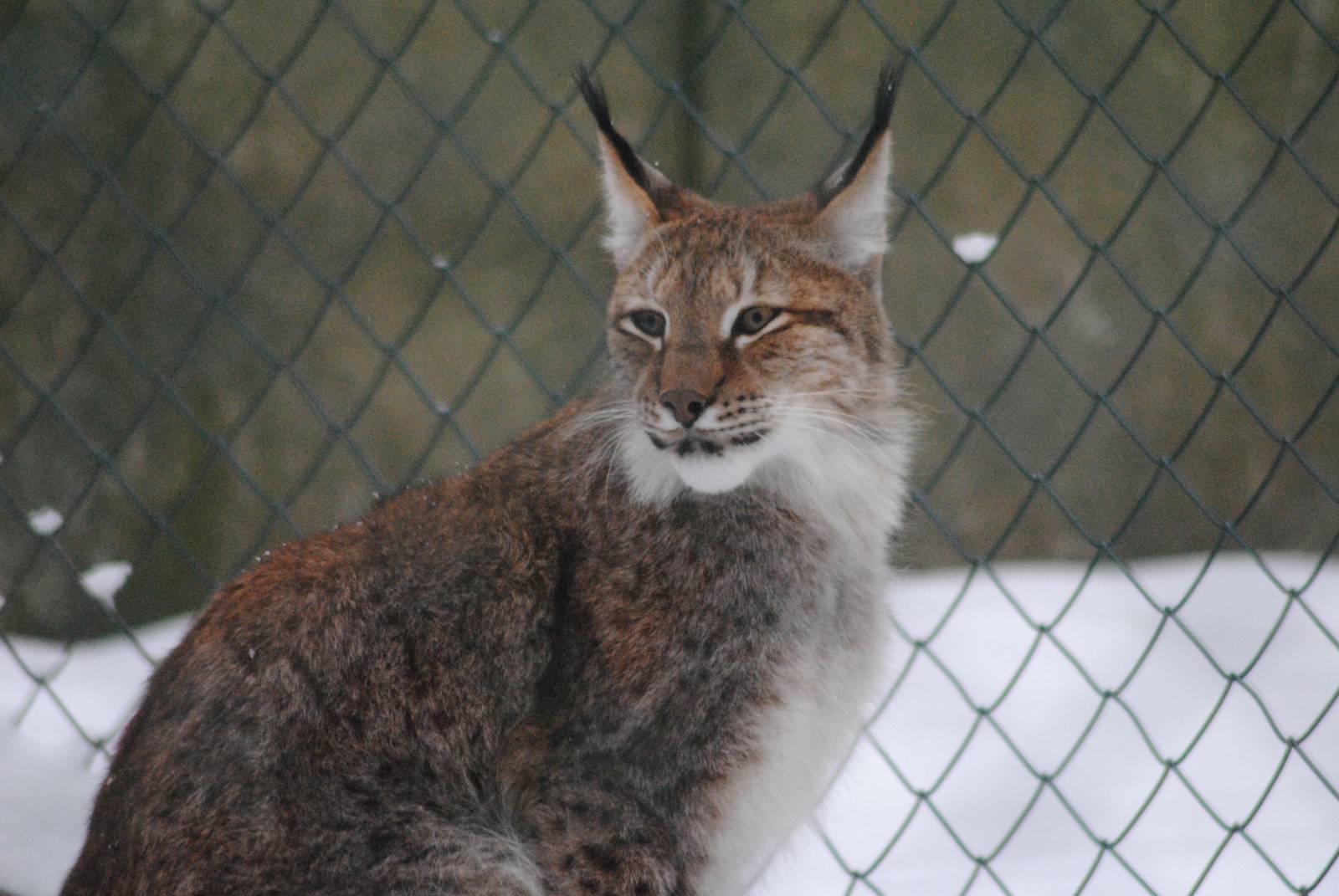 Siberian lynx