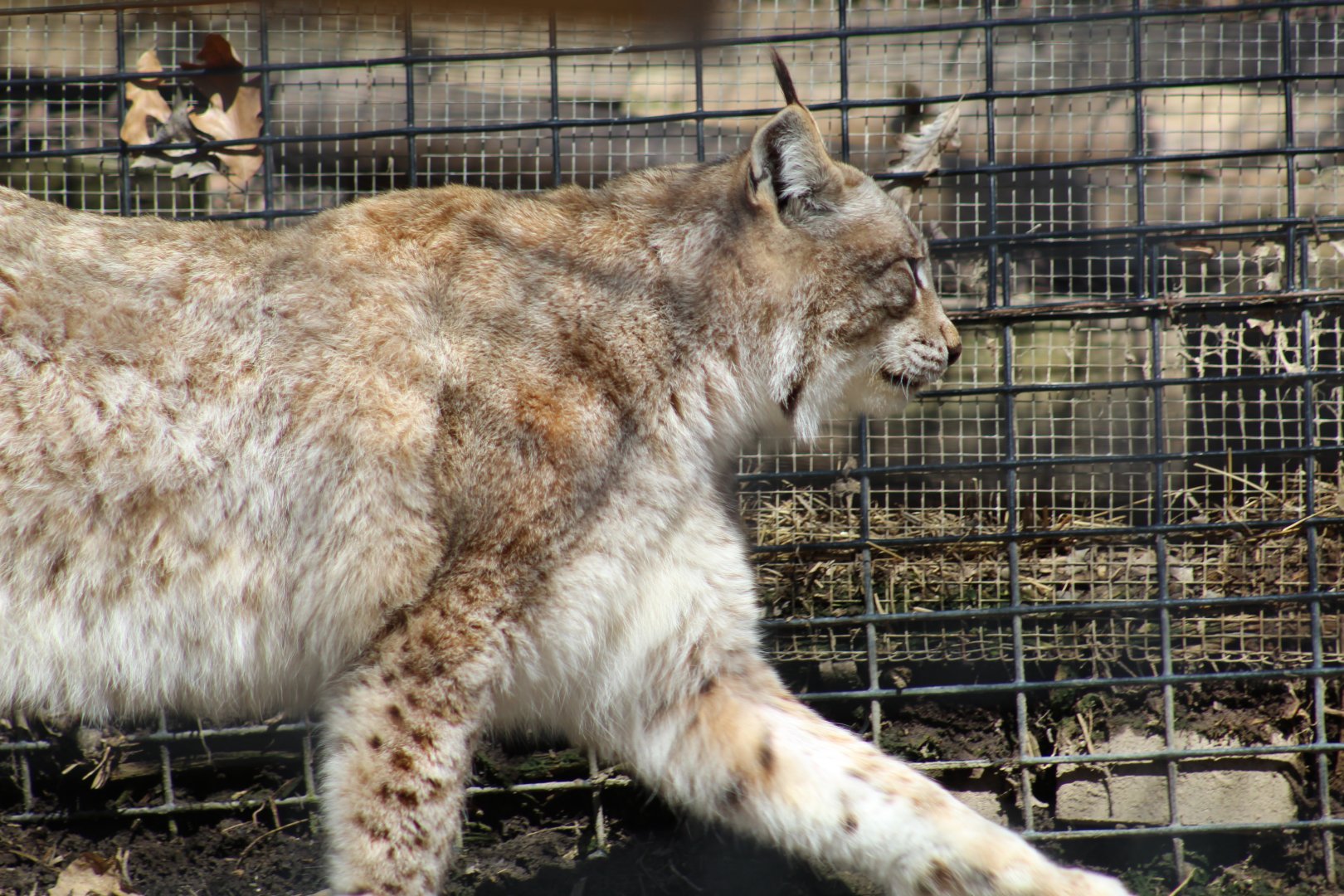 Siberian Lynx
