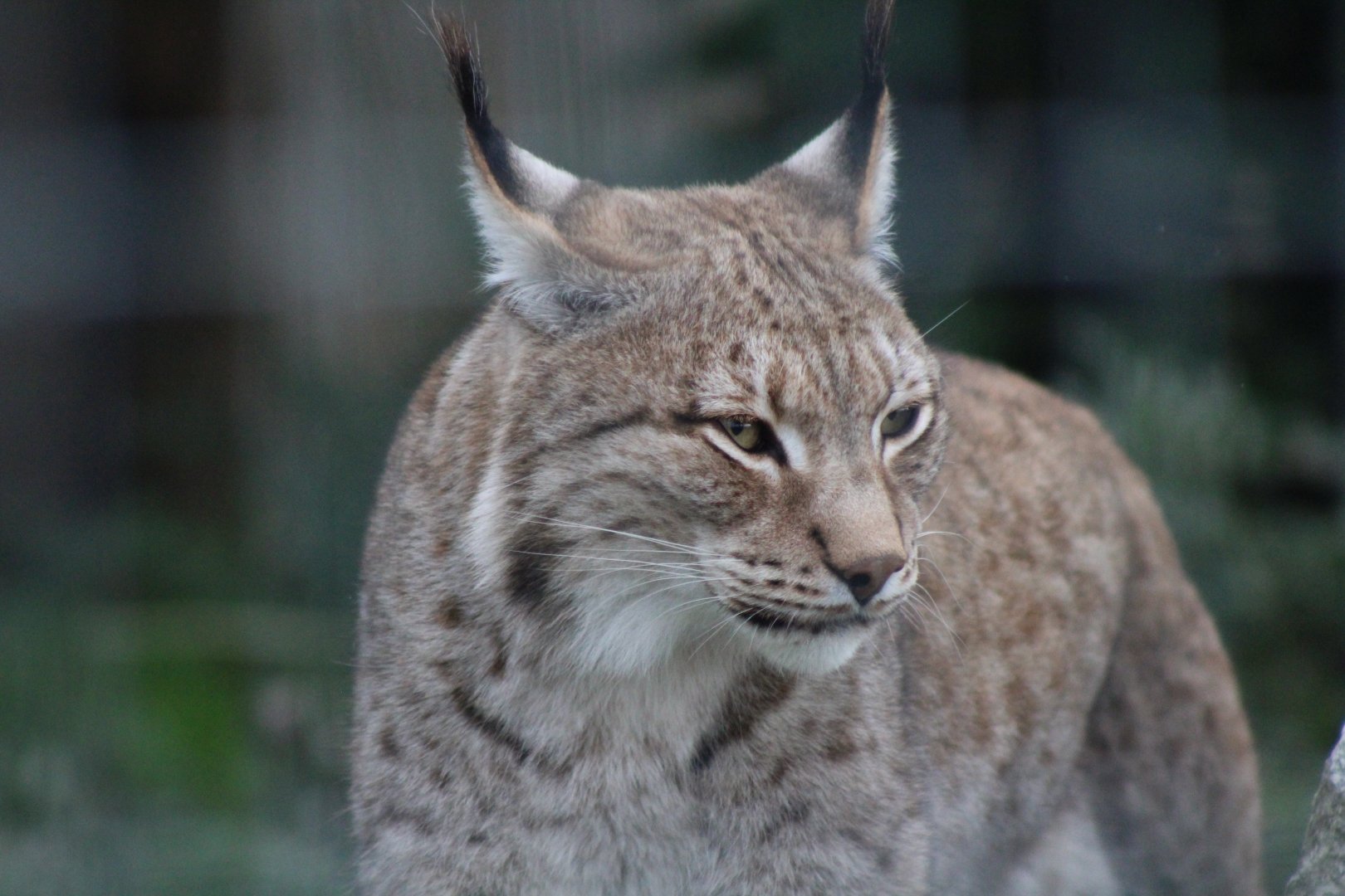 Siberian Lynx