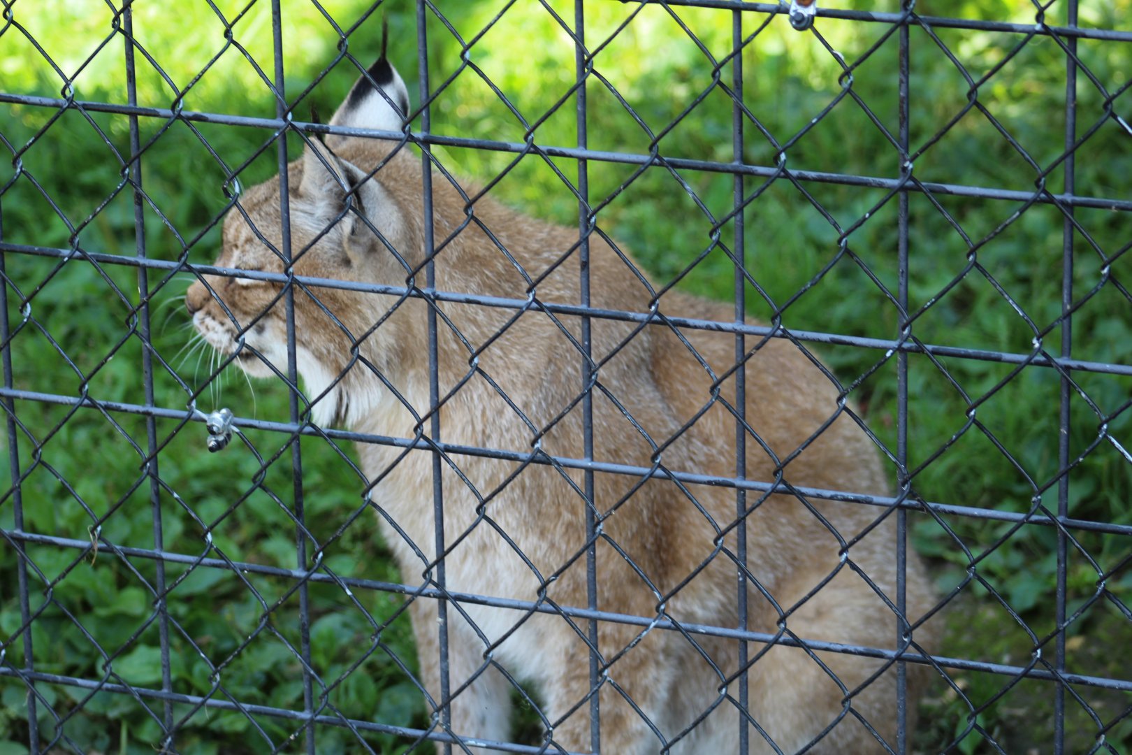 Siberian Lynx