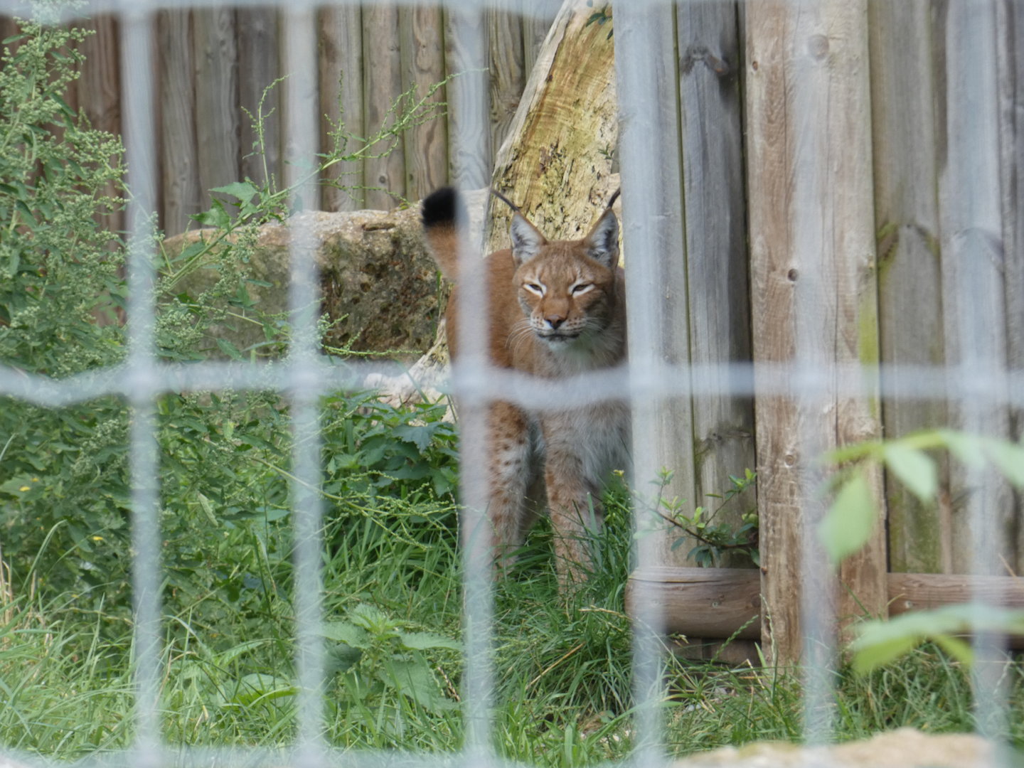 Siberian lynx