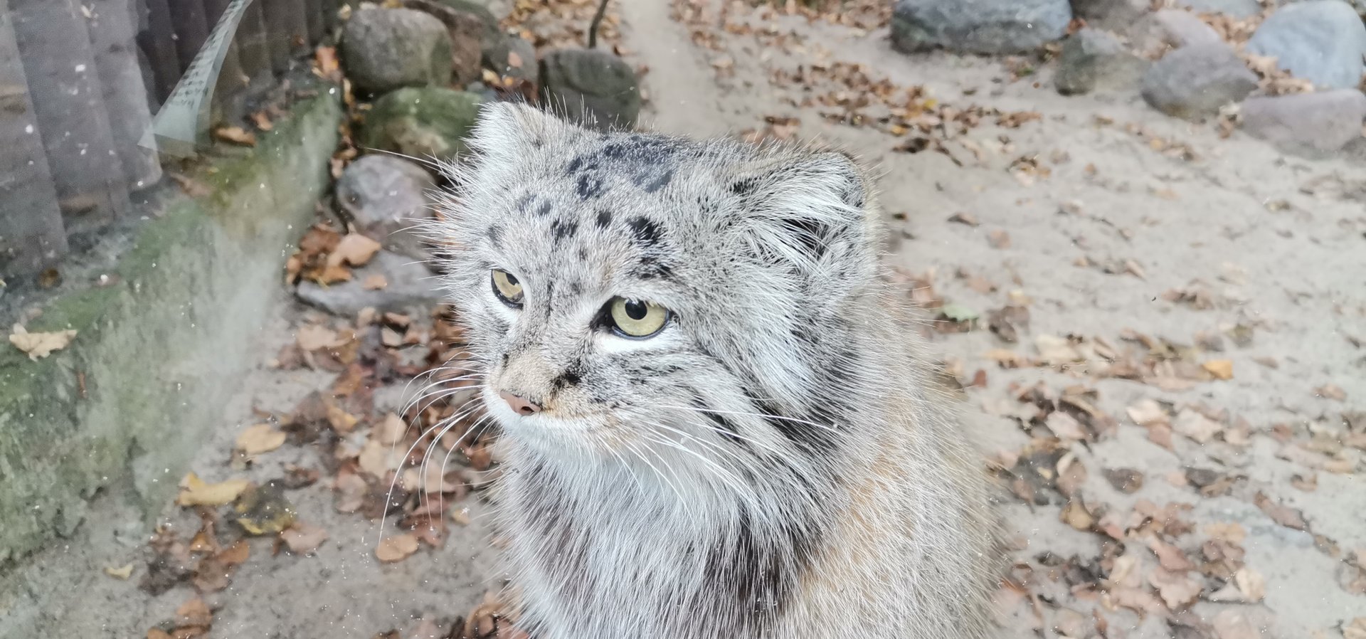 Siberian Manul