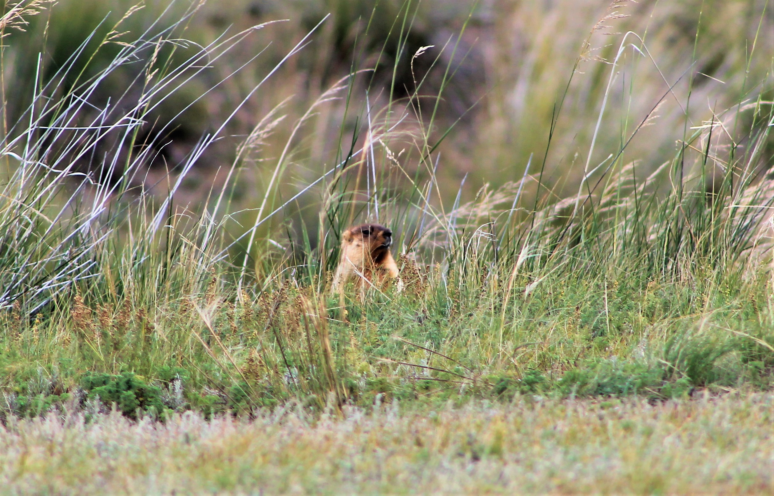 Siberian Marmot (Marmota sibirica sibirica)