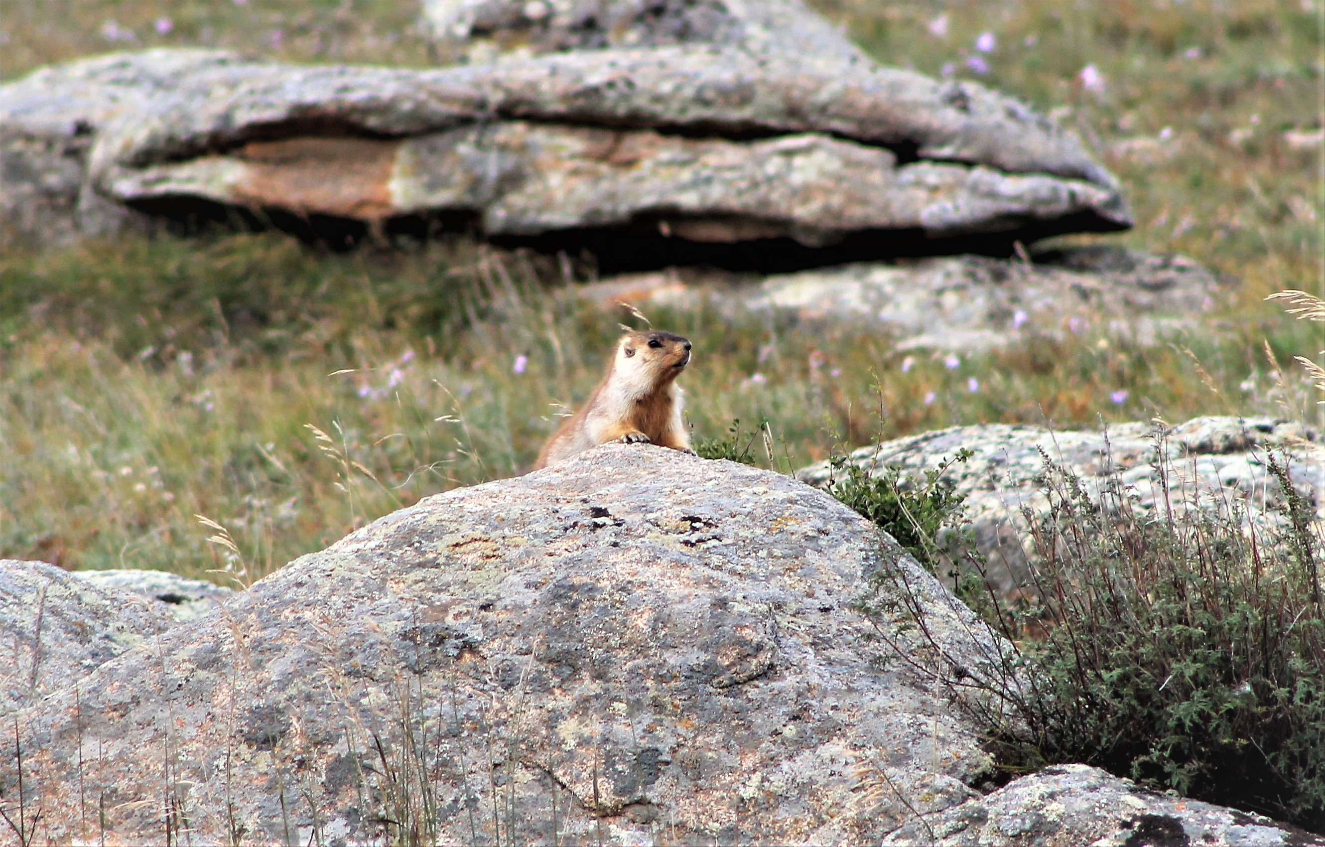 Siberian Marmot (Marmota sibirica sibirica)