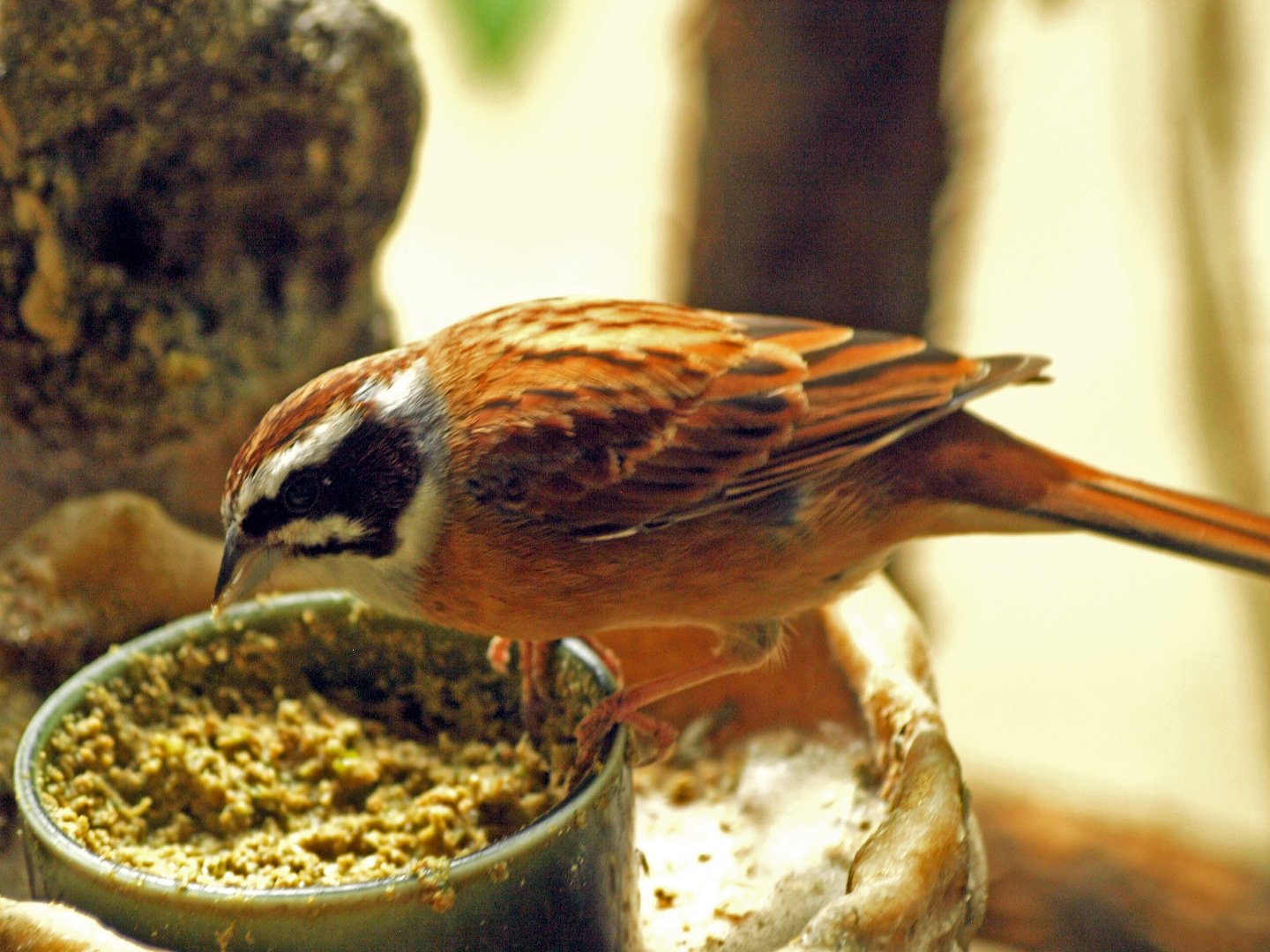 Siberian meadow bunting