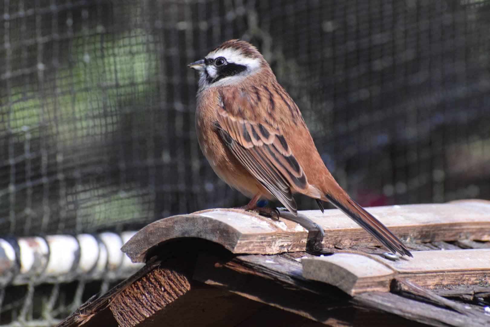 Siberian meadow hunting - Toyohashi Zoo