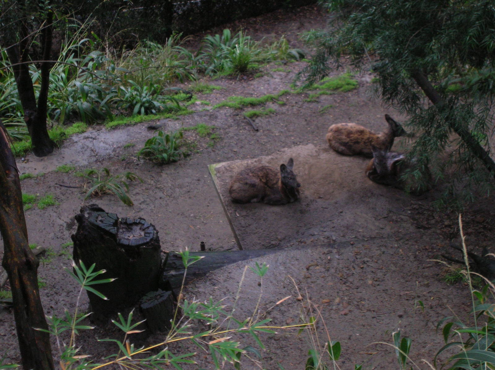 Siberian musk deer 2-6-09