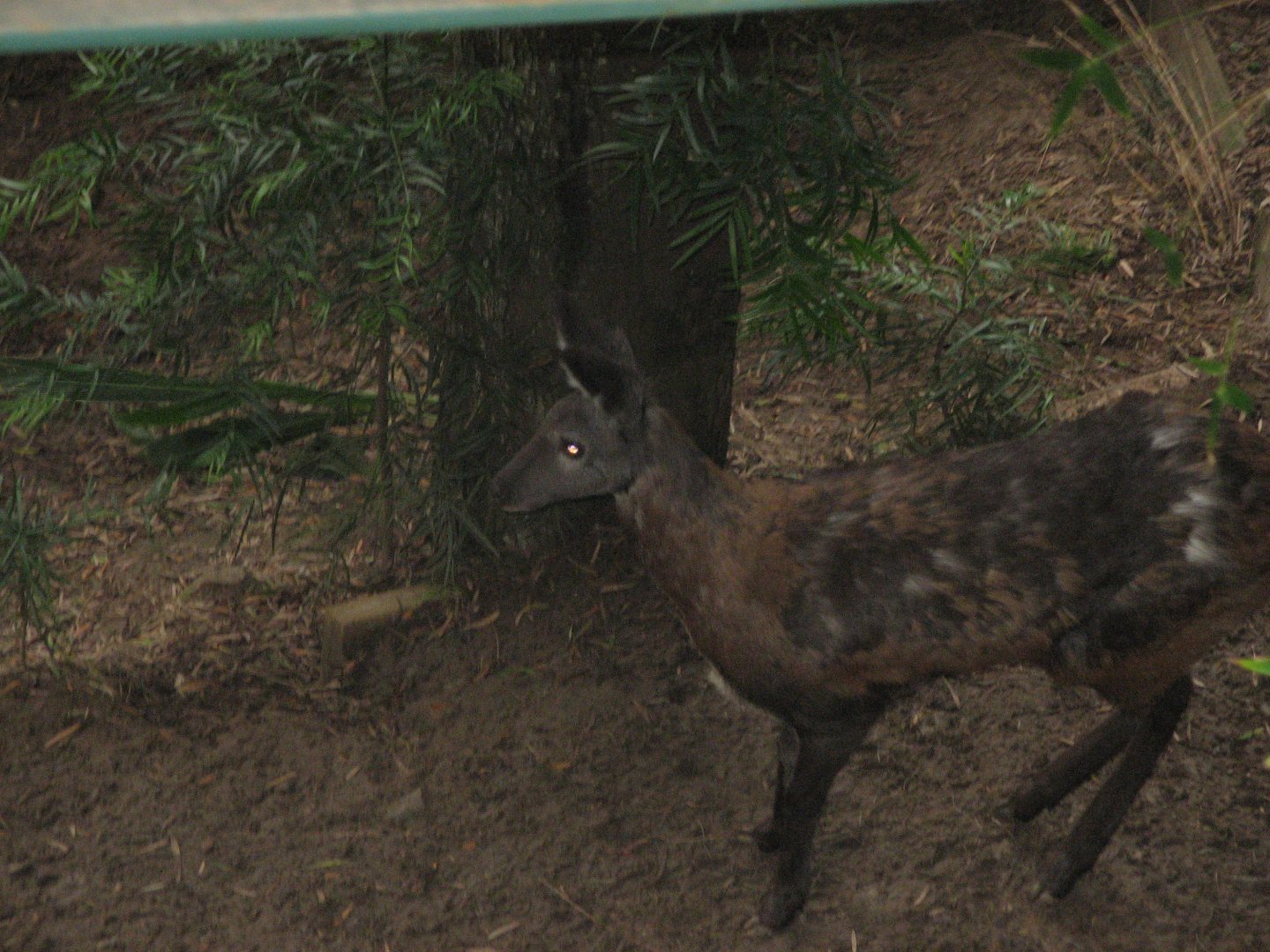 Siberian Musk-deer (2008)