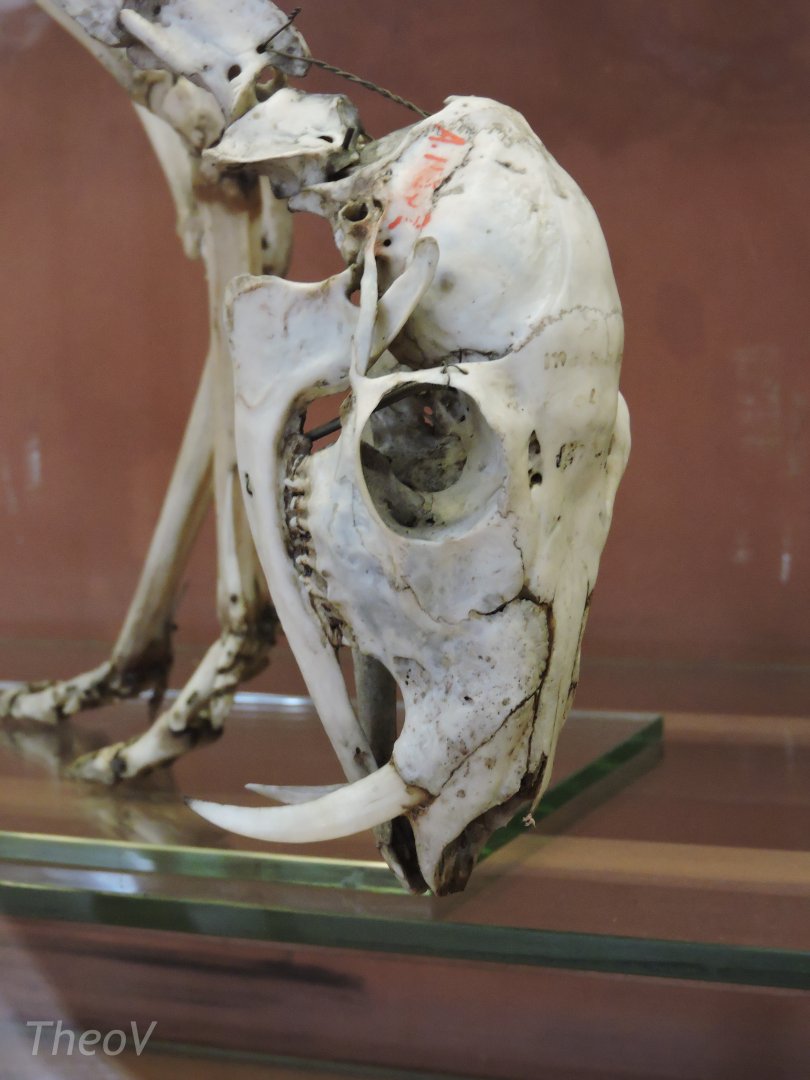 Siberian musk deer [2015]