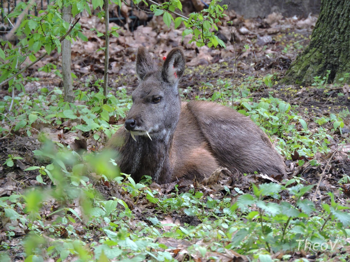 Siberian musk deer [2017]