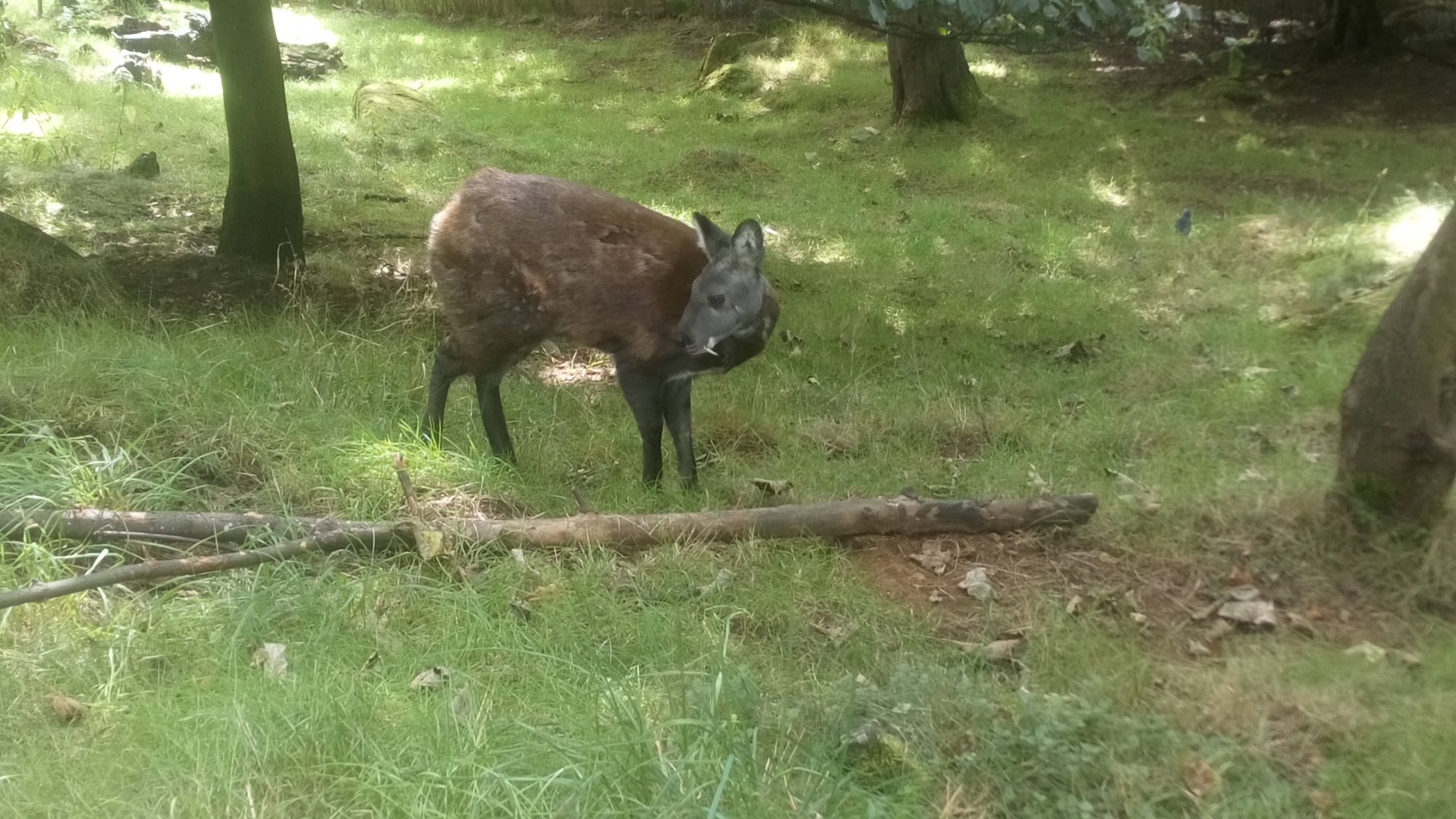 Siberian Musk Deer 7/9/21