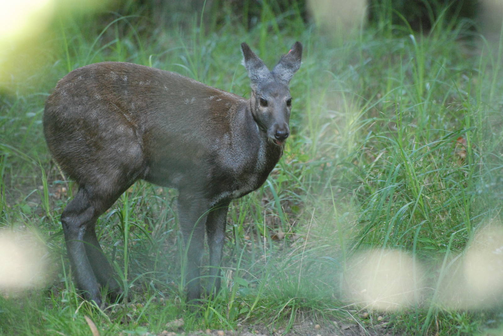 Siberian Musk Deer at Berlin Zoo, 31/08/11