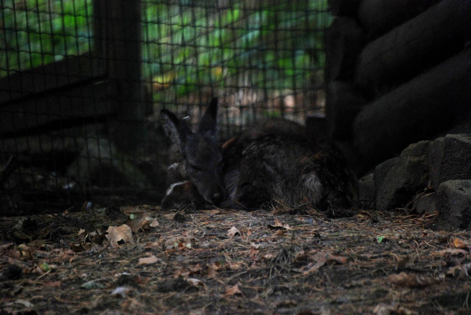 Siberian Musk Deer at Decin, 28/08/12