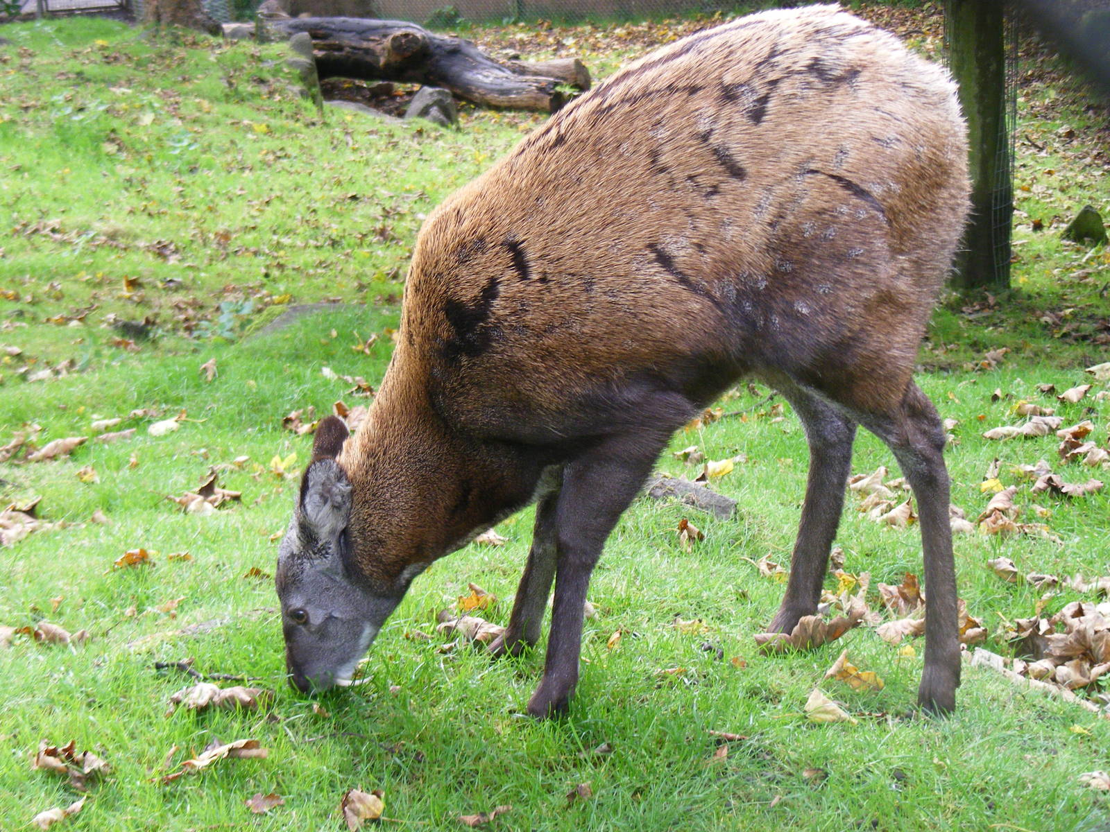 Siberian musk deer at Edinburgh Zoo, 2 October 2010