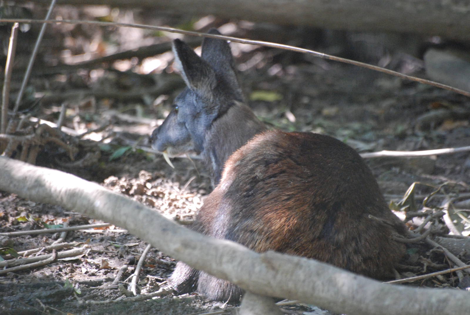 Siberian Musk Deer at Leipzig, 02/09/11