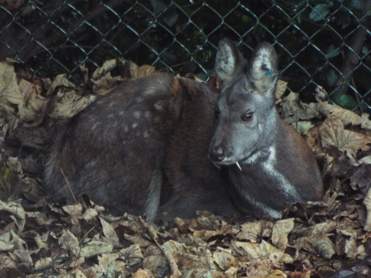 Siberian Musk Deer, Edinburgh Zoo