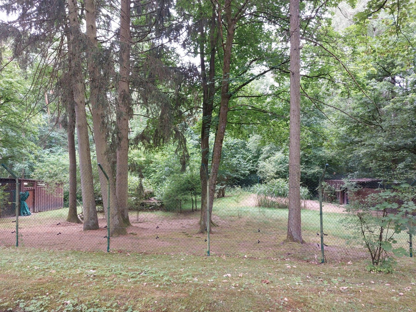 Siberian musk deer enclosure