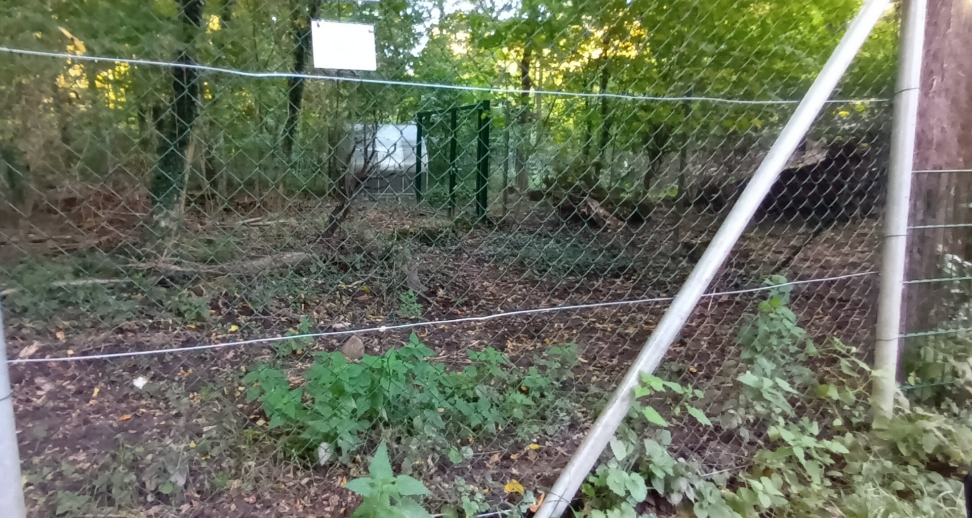 Siberian musk Deer Enclosure