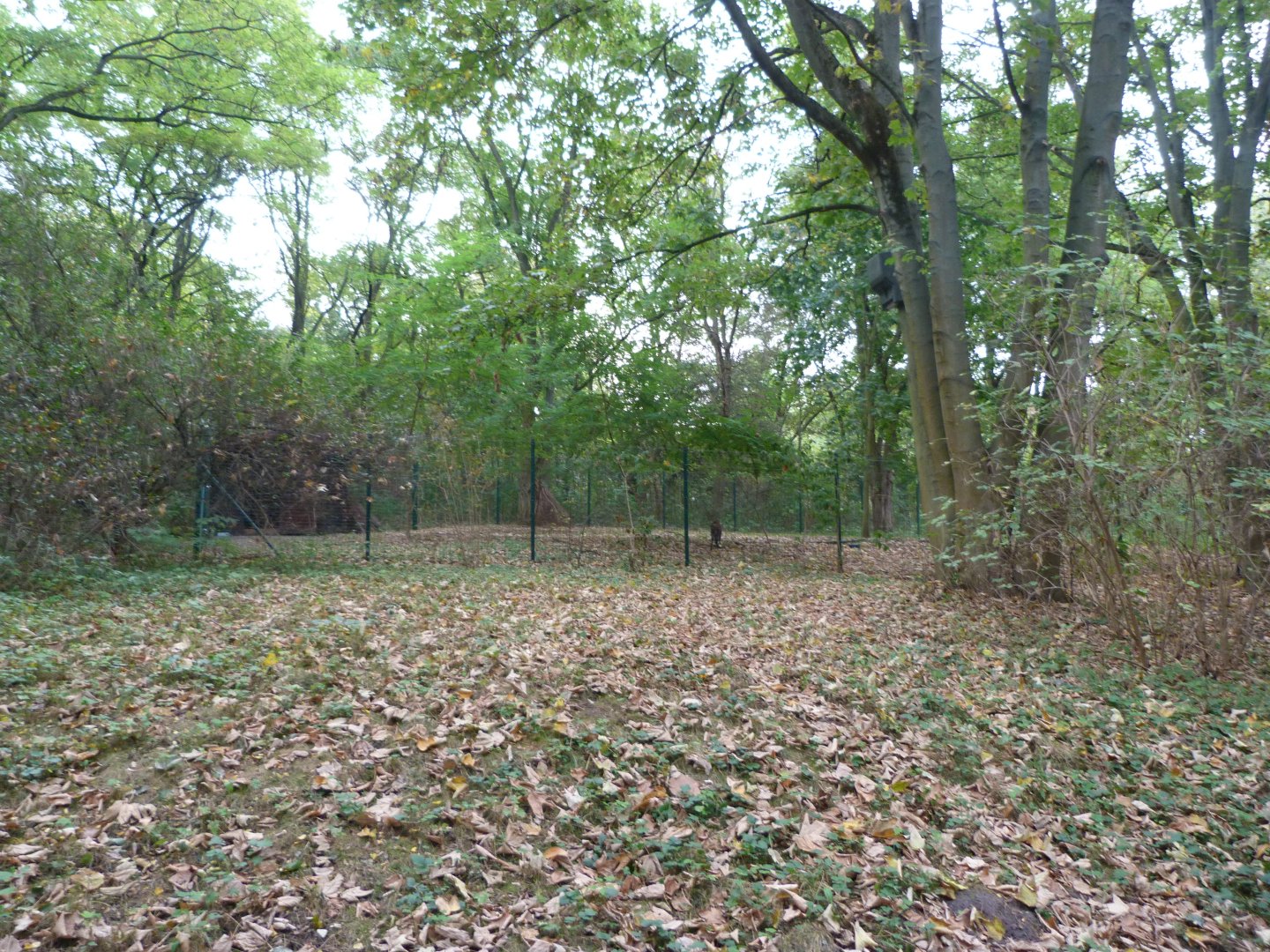 Siberian musk deer exhibit -Tierpark Berlin (2024)