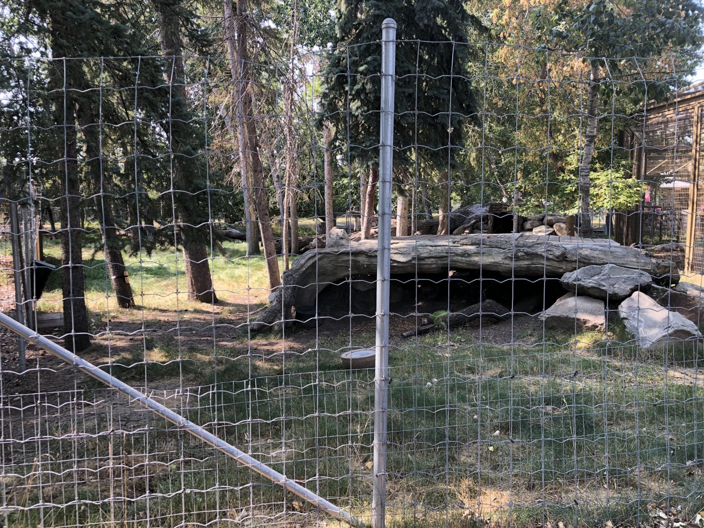 Siberian Musk Deer Exhibit