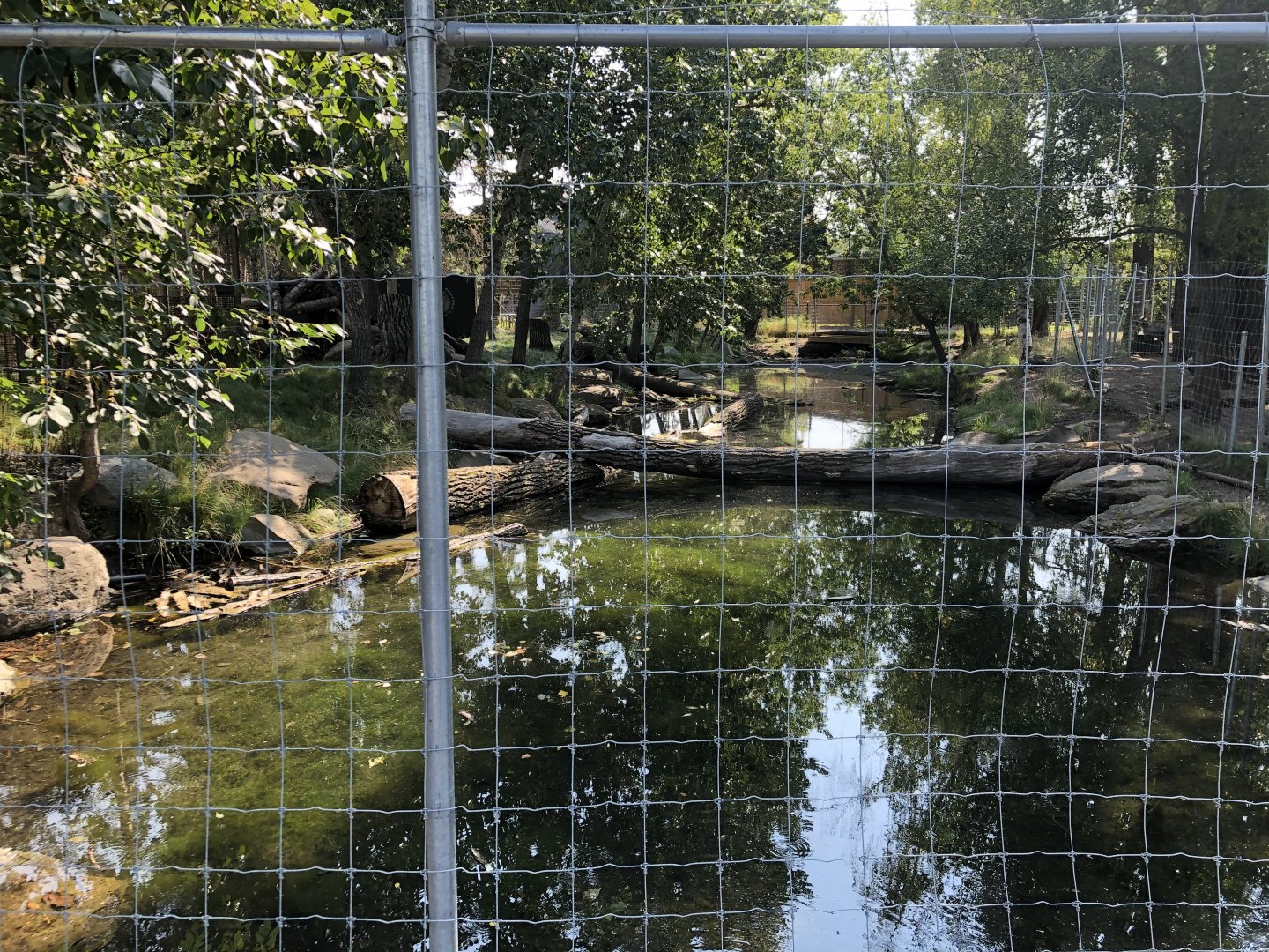 Siberian Musk Deer Exhibit