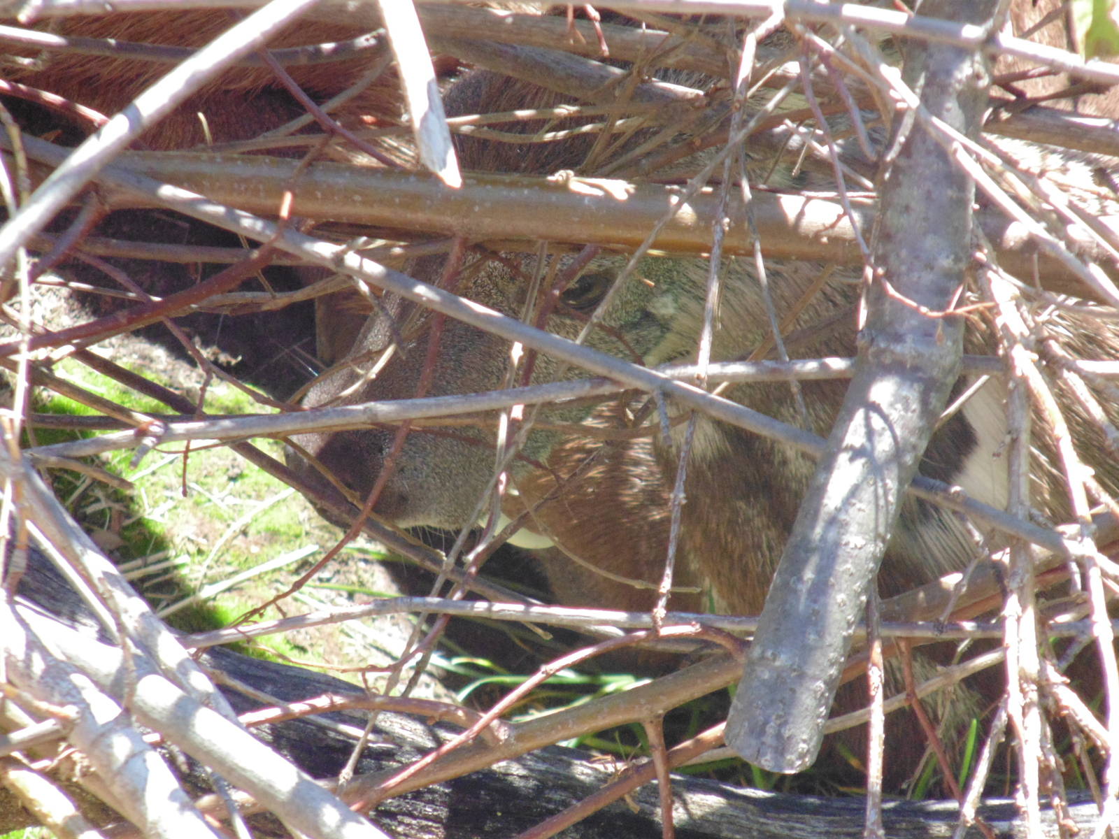 Siberian Musk Deer Hiding in Brush inside exhibit
