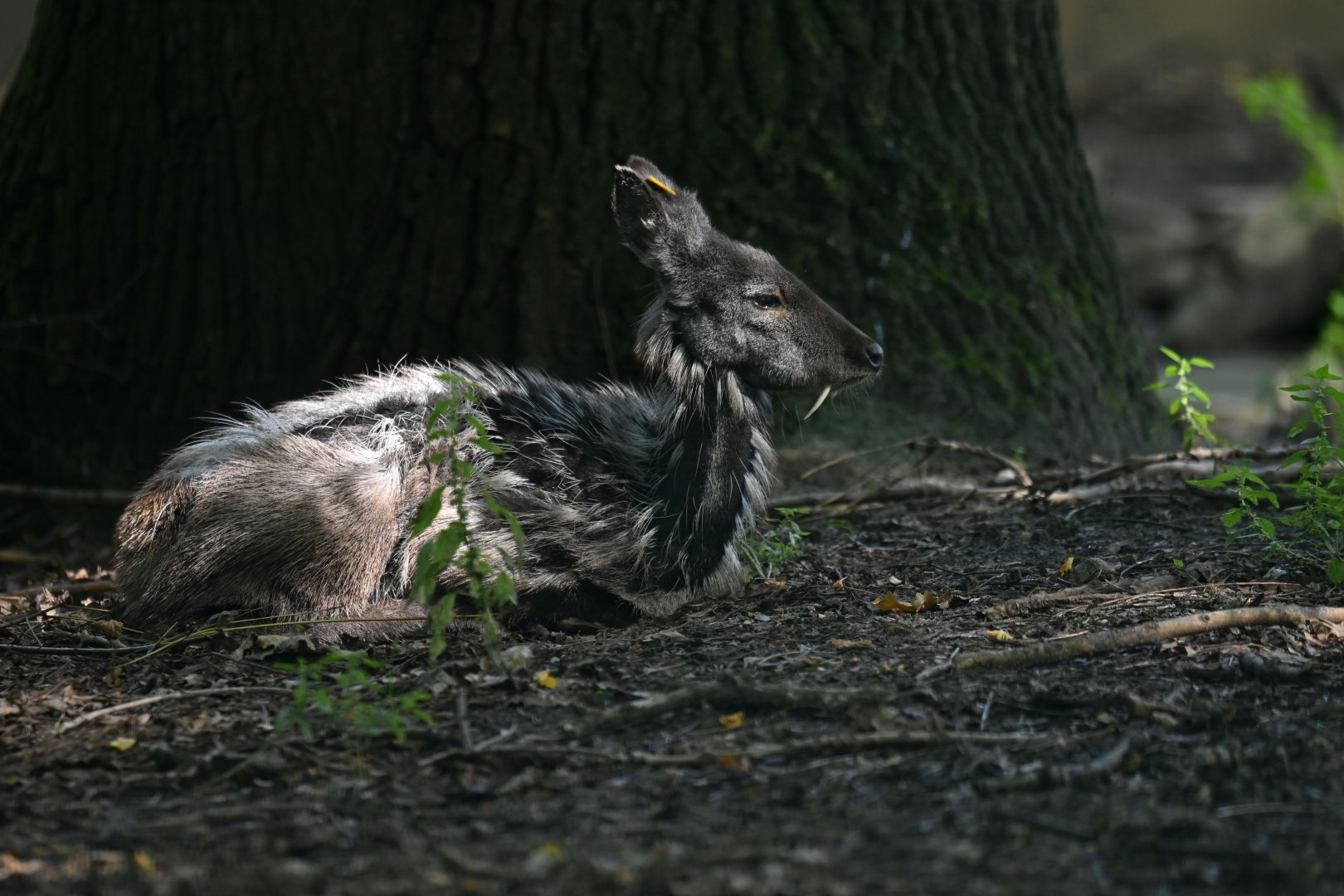 Siberian musk-deer (Moschus mochiferus)