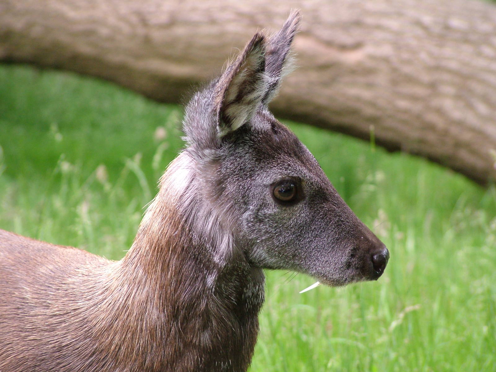 Siberian Musk Deer (Moschus moschiferus) at Edinburgh Zoo 2008