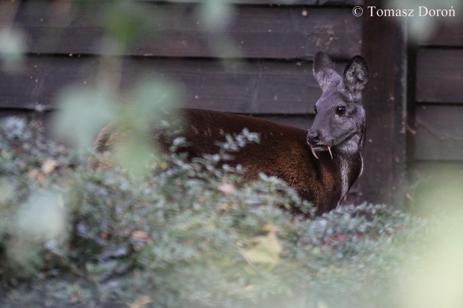 Siberian Musk-deer (Moschus moschiferus)
