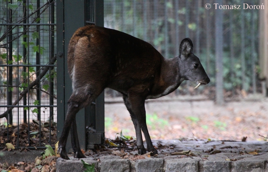 Siberian Musk-deer (Moschus moschiferus).