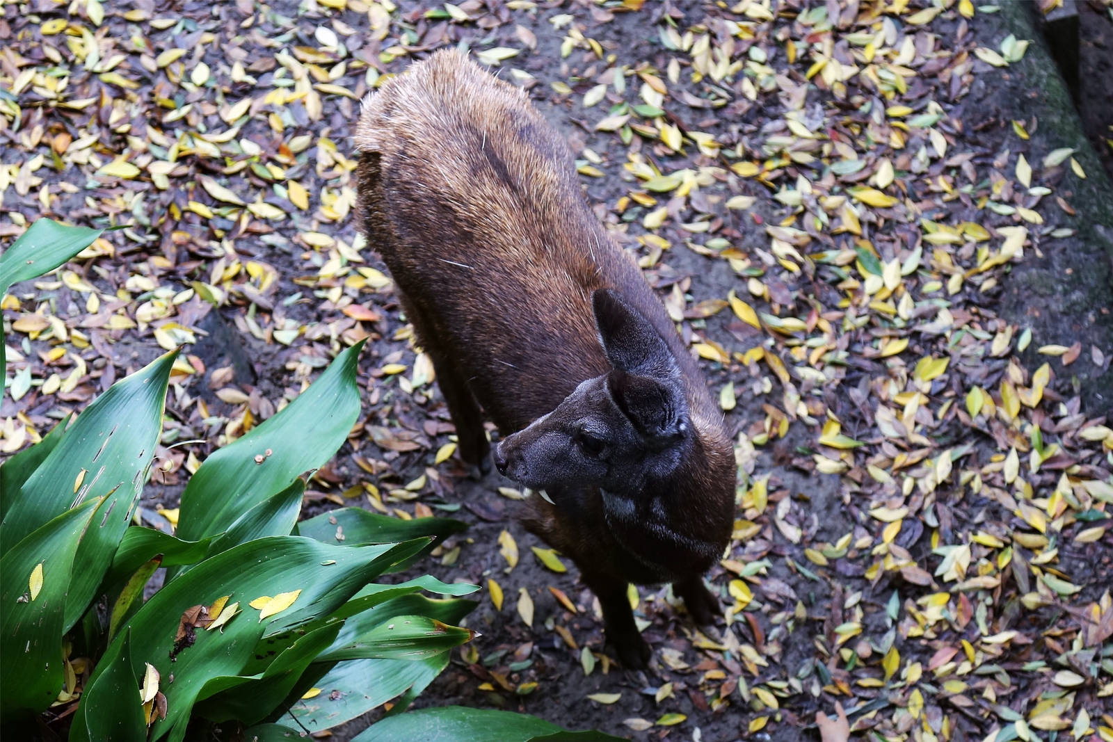 Siberian musk deer (Moschus moschiferus)