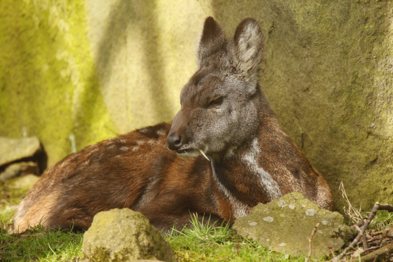 Siberian musk deer (Moschus moschiferus)