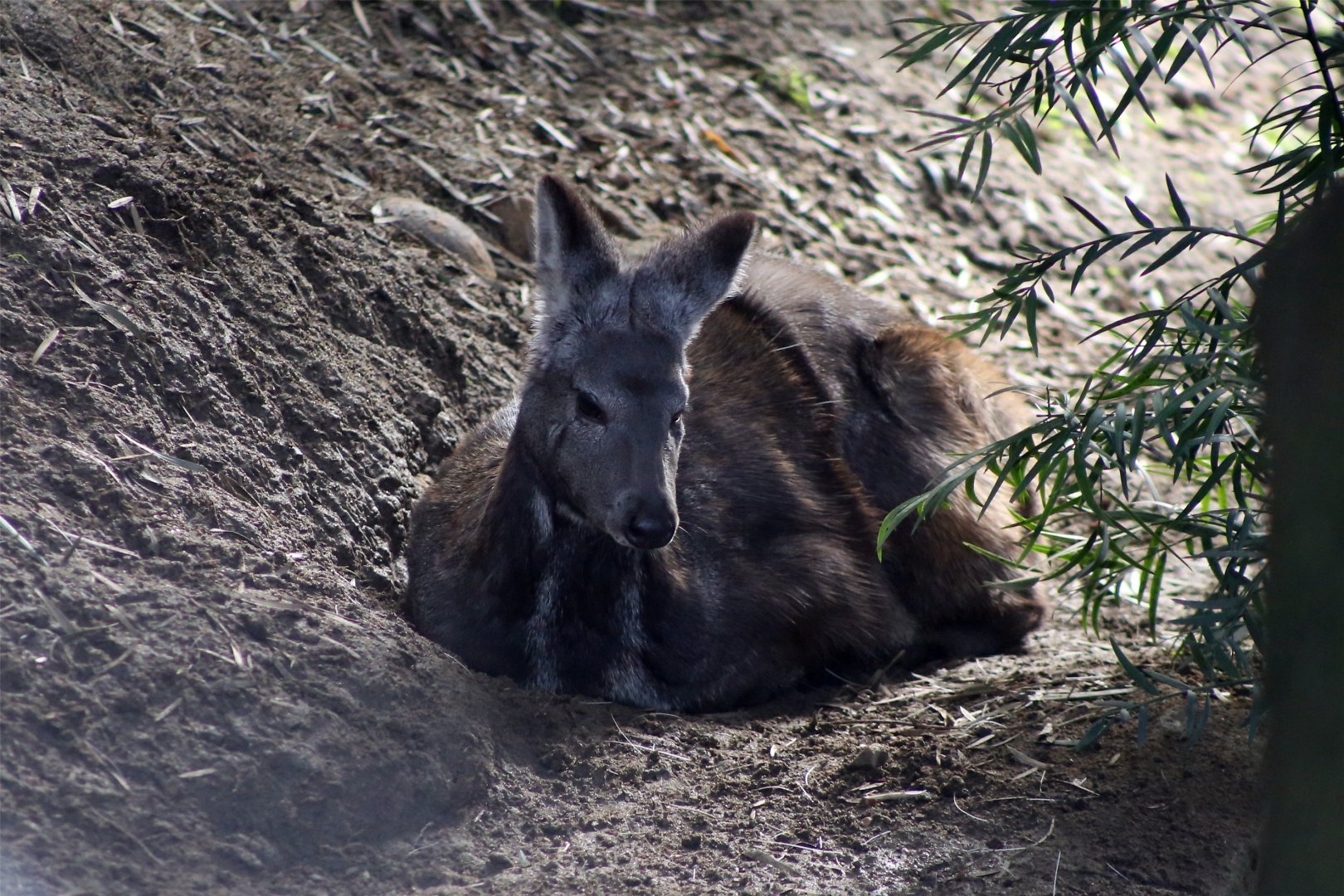 Siberian musk deer (Moschus moschiferus)