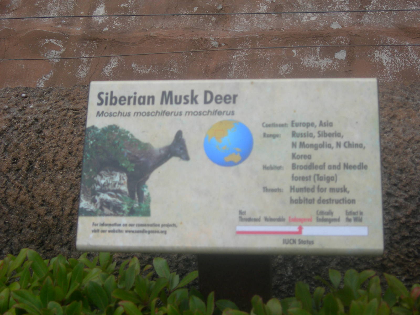 Siberian Musk Deer Sign