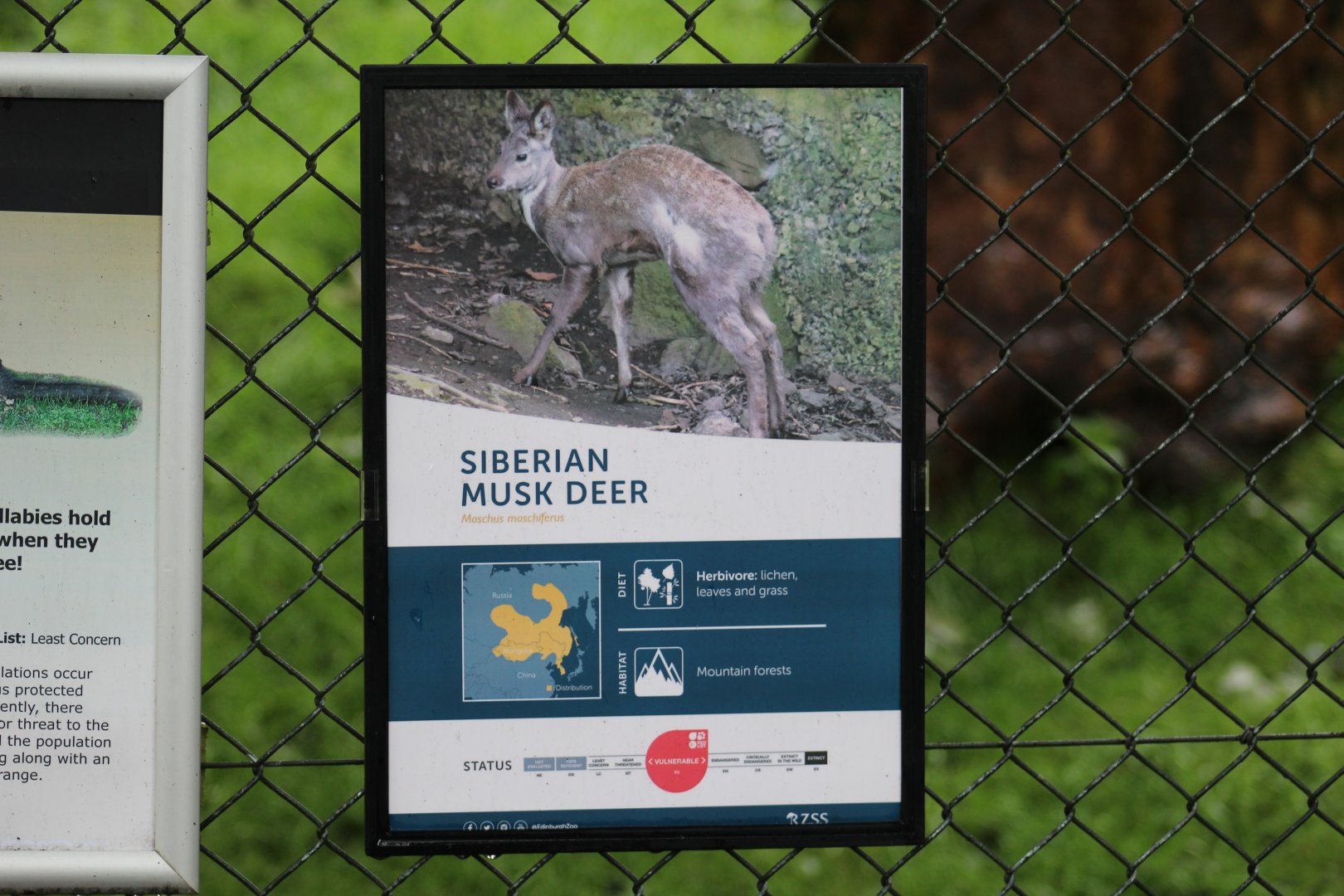 Siberian Musk-Deer Signage