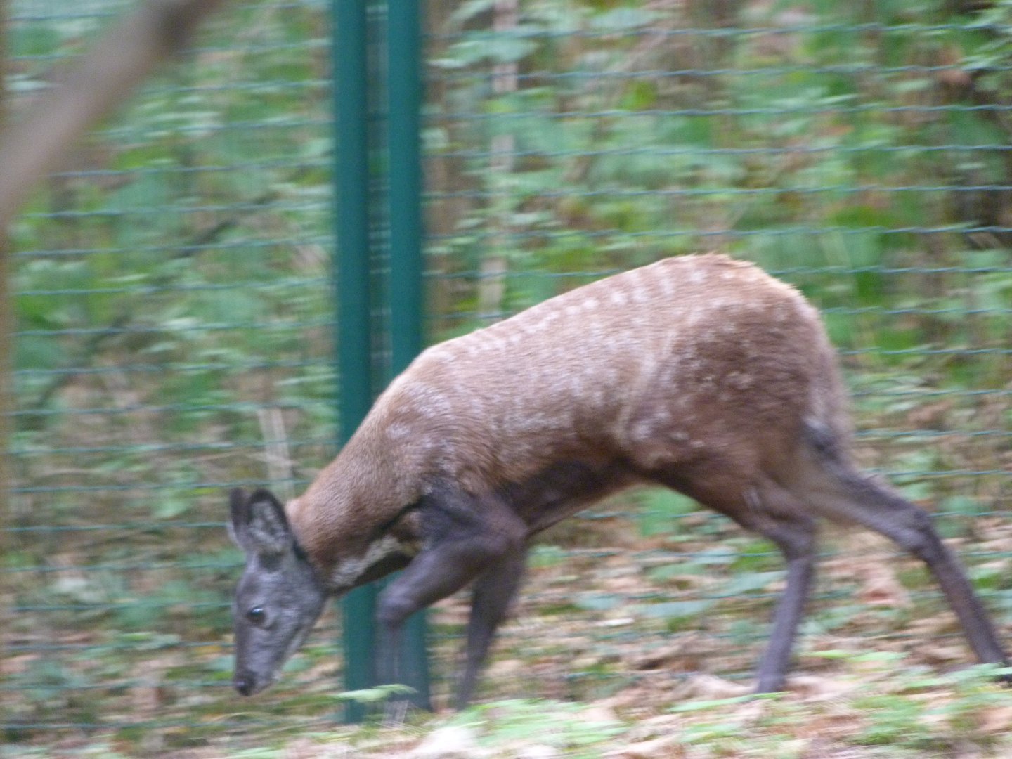 Siberian musk deer -Tierpark Berlin (2024)