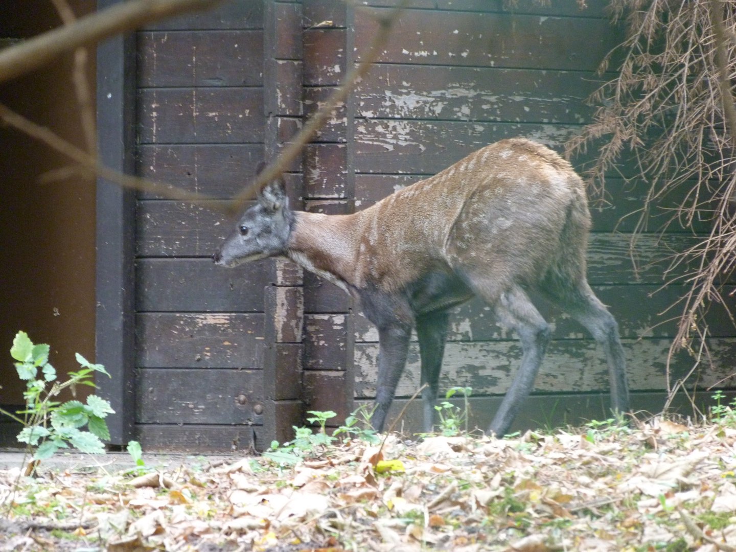 Siberian musk deer -Tierpark Berlin (2024)