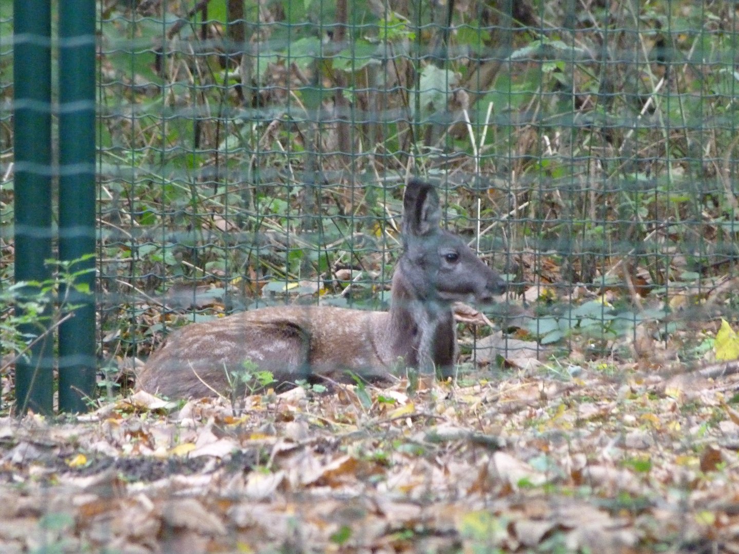 Siberian musk deer -Tierpark Berlin (2024)