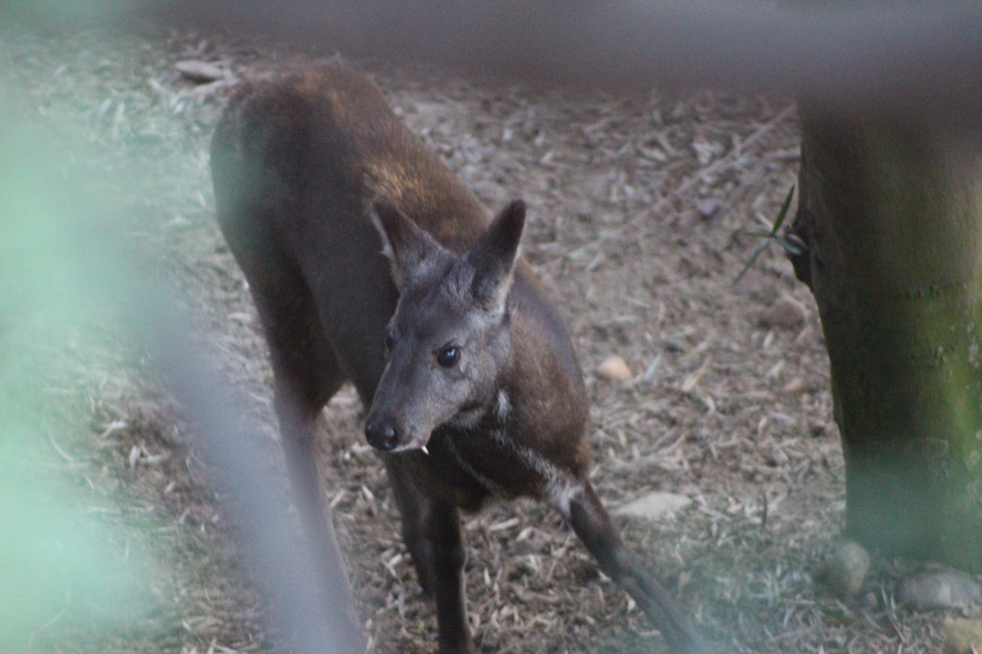 Siberian Musk Deer