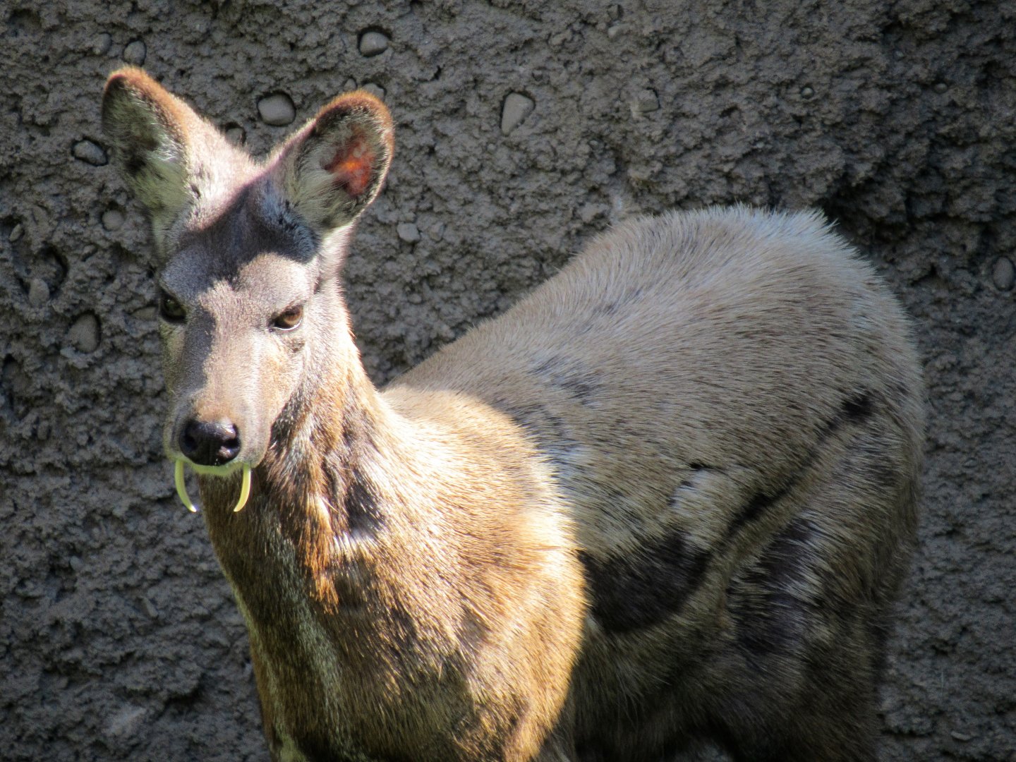 Siberian musk deer