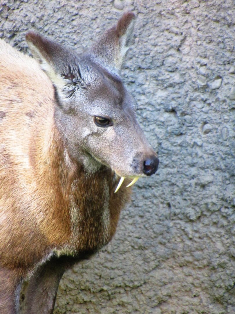 Siberian musk deer