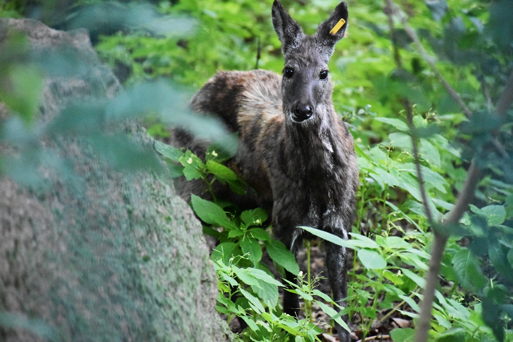 Siberian musk deer