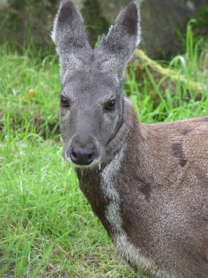 Siberian Musk Deer