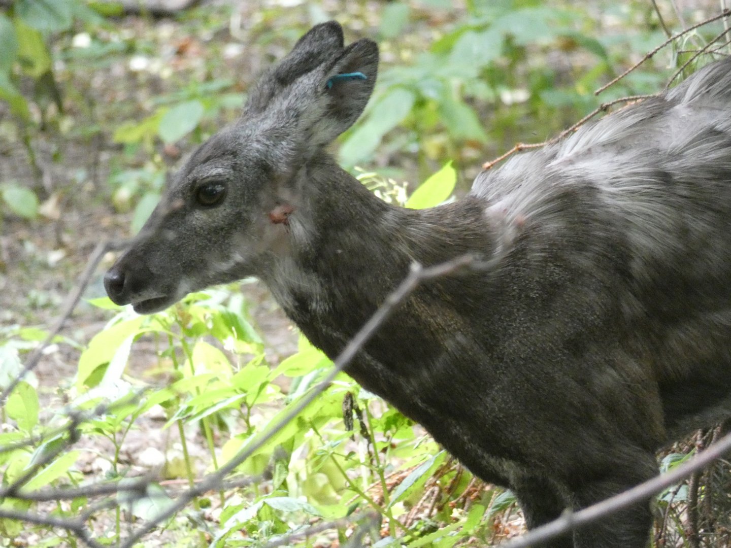 Siberian Musk Deer