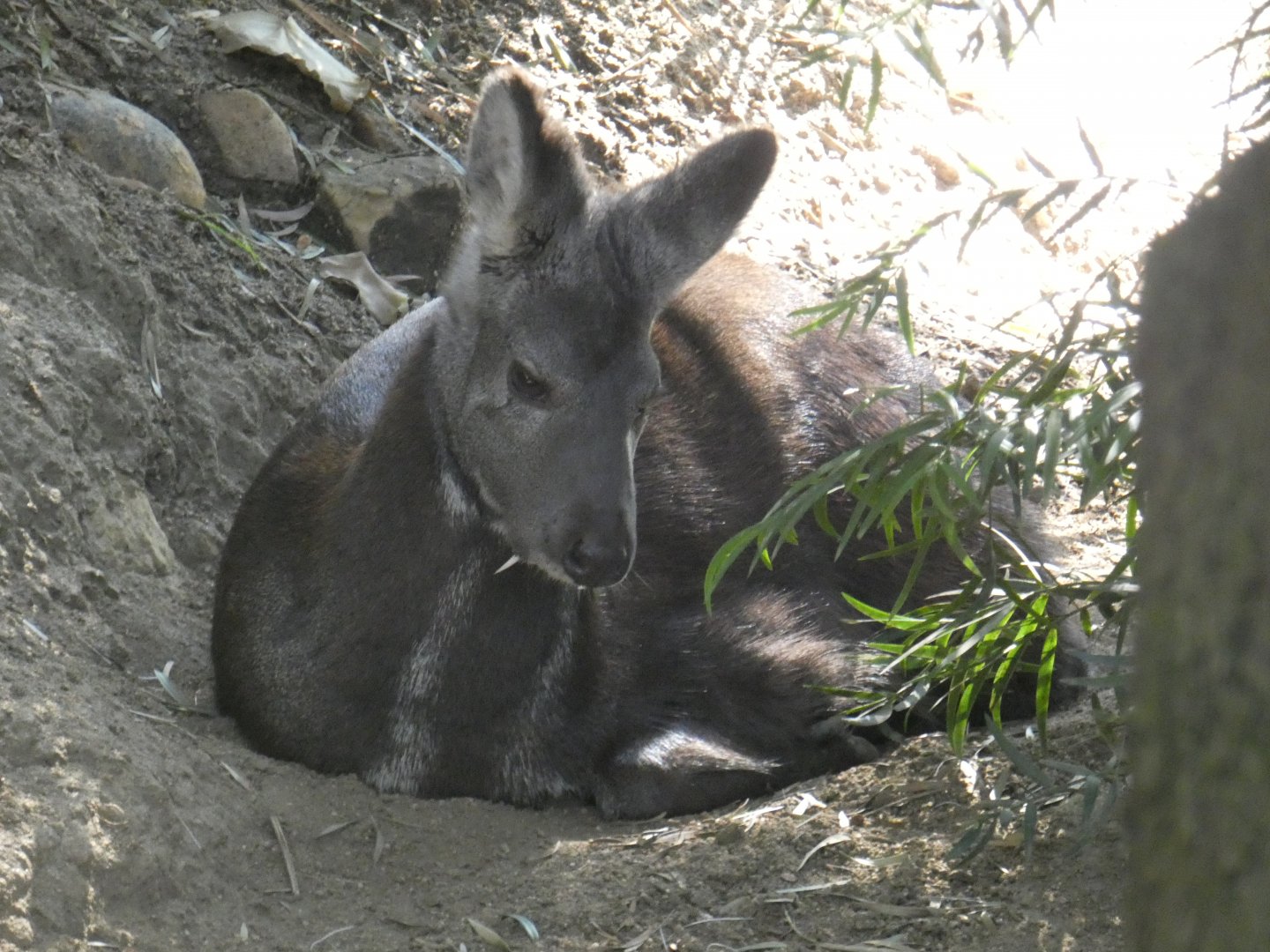 Siberian Musk Deer